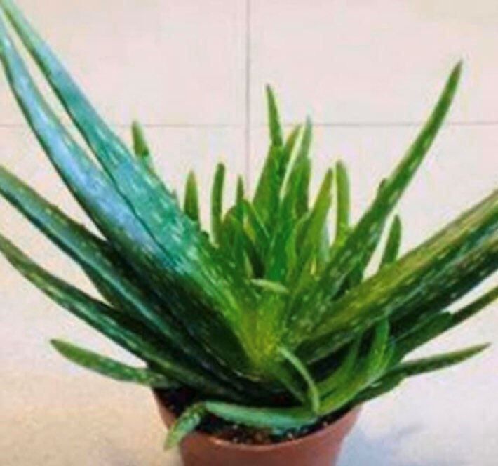 Piante & sementi: ALOE VERA CHINESISCHE MULTIPFLANZE 20 CM – Nuovo e nell'imballaggio originale da Rovio venduto da POSITIFFARTandPLANTS 2