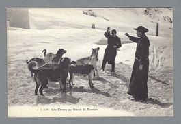 LES CHIENS DU GRAND ST. BERNARD, *