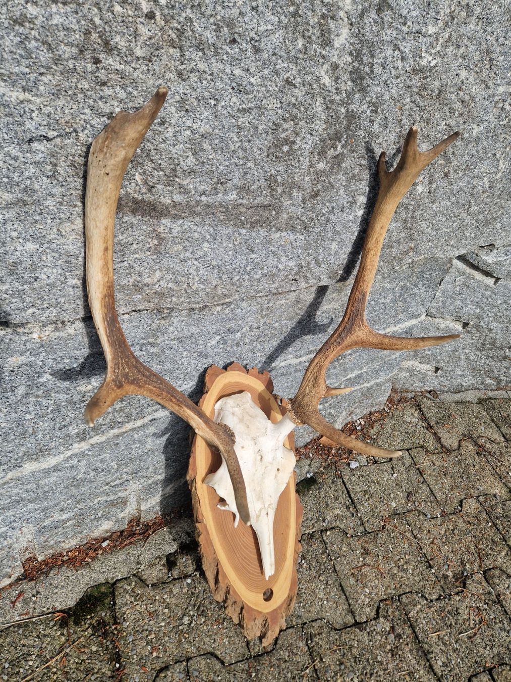 Sonstiges zum Sammeln & Seltenes: Hirsch – Gebraucht aus Wetzikon ZH von Hella73