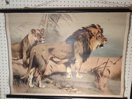 Wunderschönes grosses Schulwandbild um 1920-1945 Der Löwe