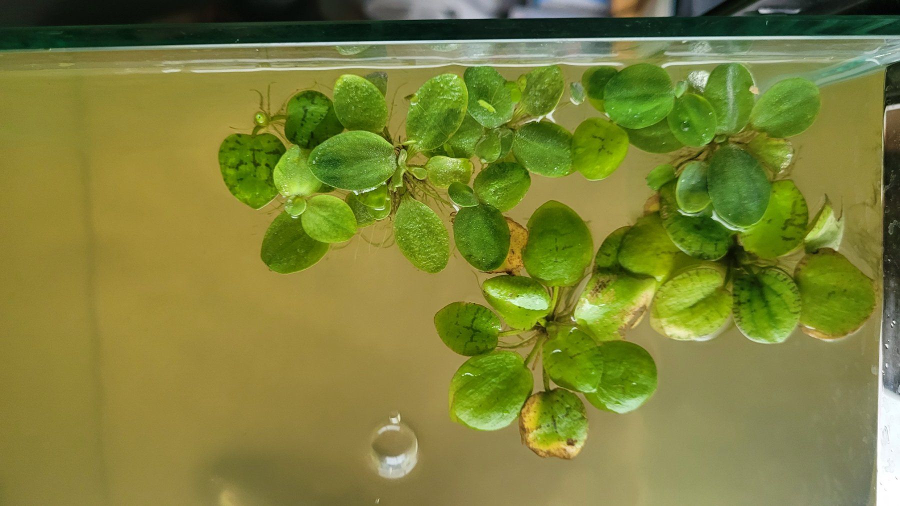 Piante & sementi: Environ 10 pousses de Limnobium laevigatum – Nuovo e nell'imballaggio originale da Saxon venduto da Sebdem