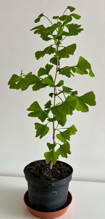 Ginkgo Biloba Baum Setzlinge, Mengenrabatt! Kaufen auf Ricardo