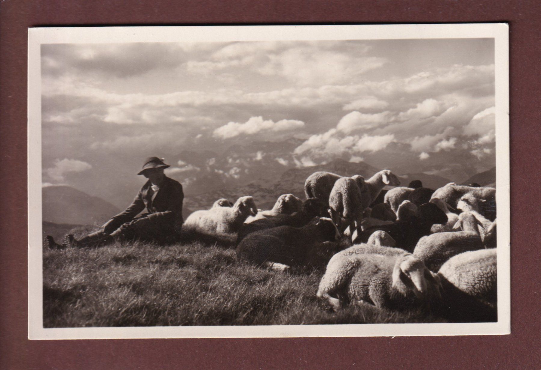 Cartoline postali: DAVOS - Schafherde – Usato da Pully venduto da nicecards