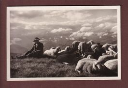 DAVOS - Schafherde