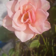 Profile image of Misspresley