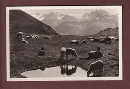 DAVOS - Schafherde