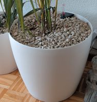 Lechuza Pflanzentopf CLASSICO Color 43 Weiss Topf