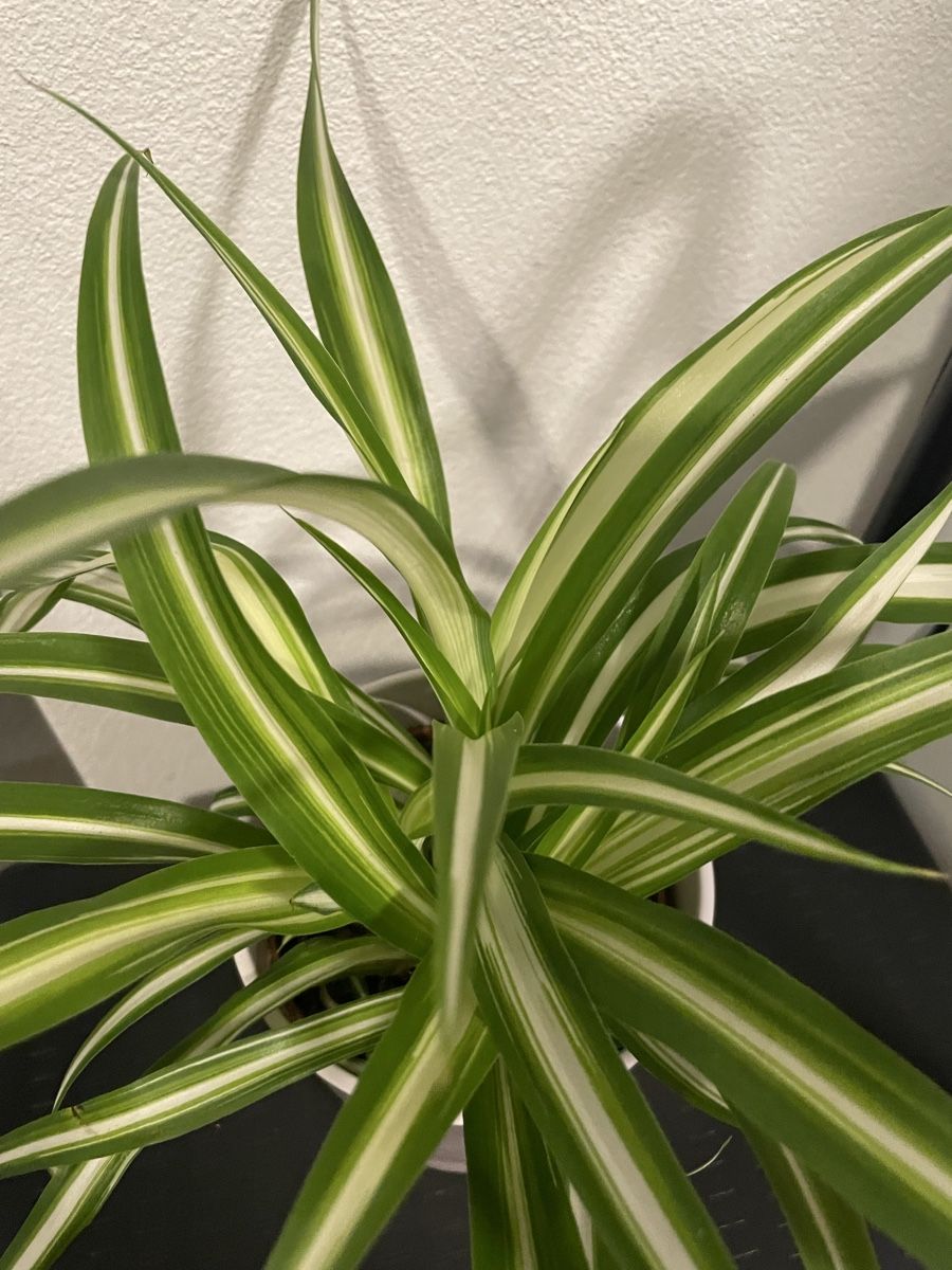 Pflanzen & Samen: Vibrant Spider Plant in Stylish Pot – Gebraucht aus Uster von momogarden 3