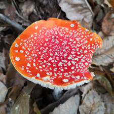 Profile image of Tiefschlaflos