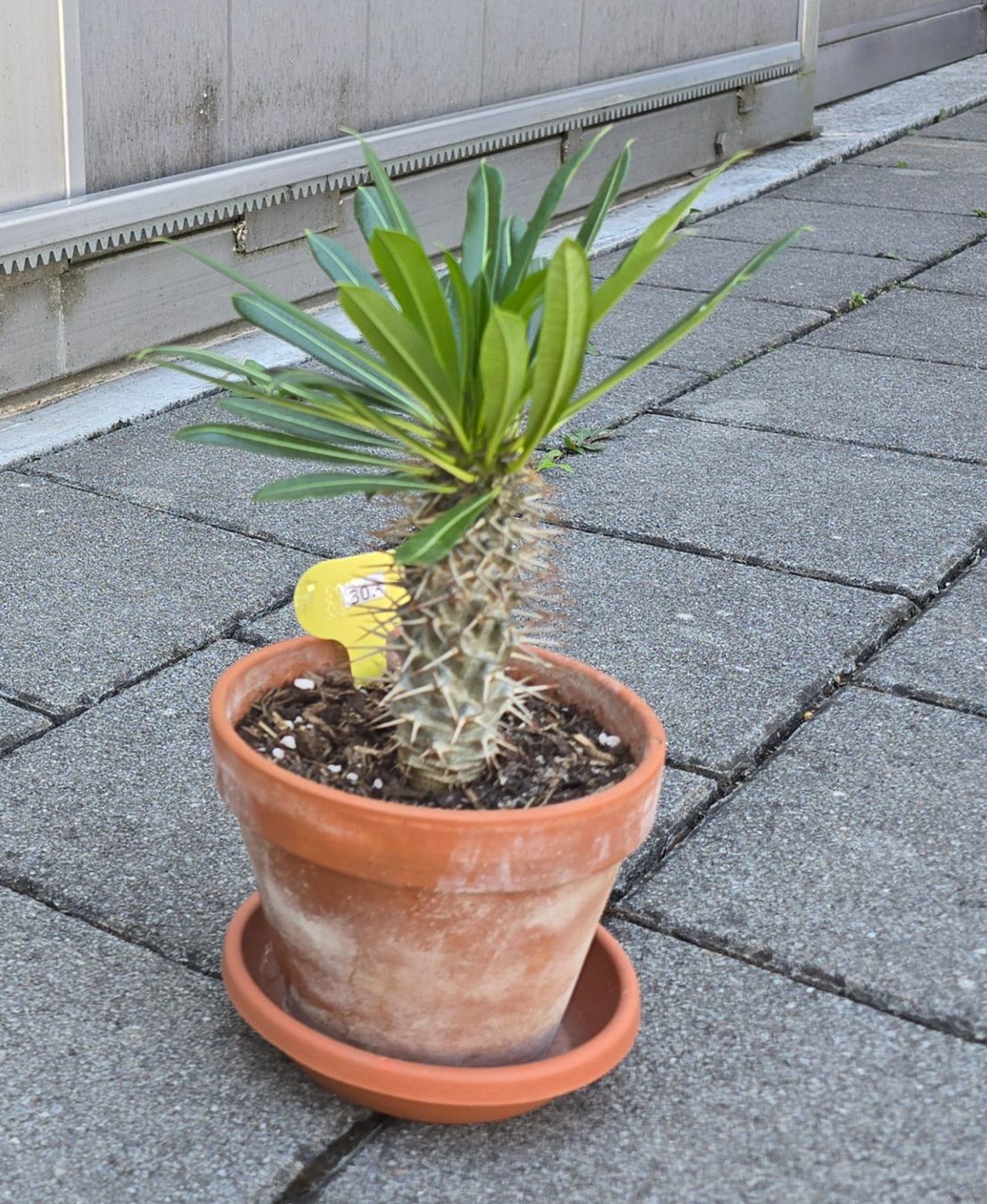 Plantes & graines: Madagaskar Palme – D'occasion à Aarburg par Glitzerschein 3