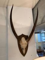 Große alte Jagdtrophäe Antilope Vintage Jagd