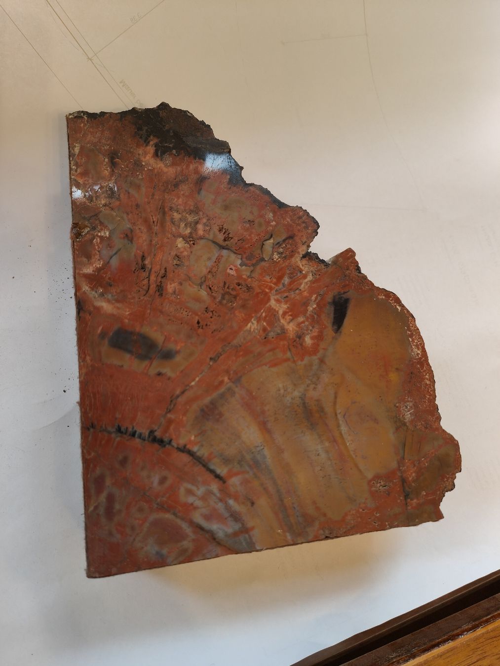 Minerali & Pietre curative: Seltene Buchstützen aus versteinertem Holz (Arizona) – Usato da Flumenthal venduto da mar_wyw8 4