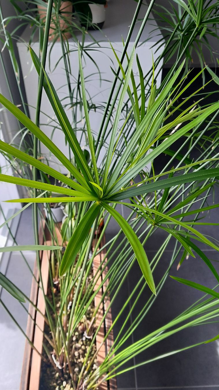 Piante & sementi: Cyperus alternifolius – Nuovo (secondo la descrizione) da Poliez-Pittet venduto da wilmout3 1