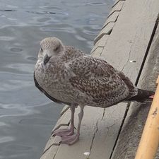 Profile image of chiaratanner182