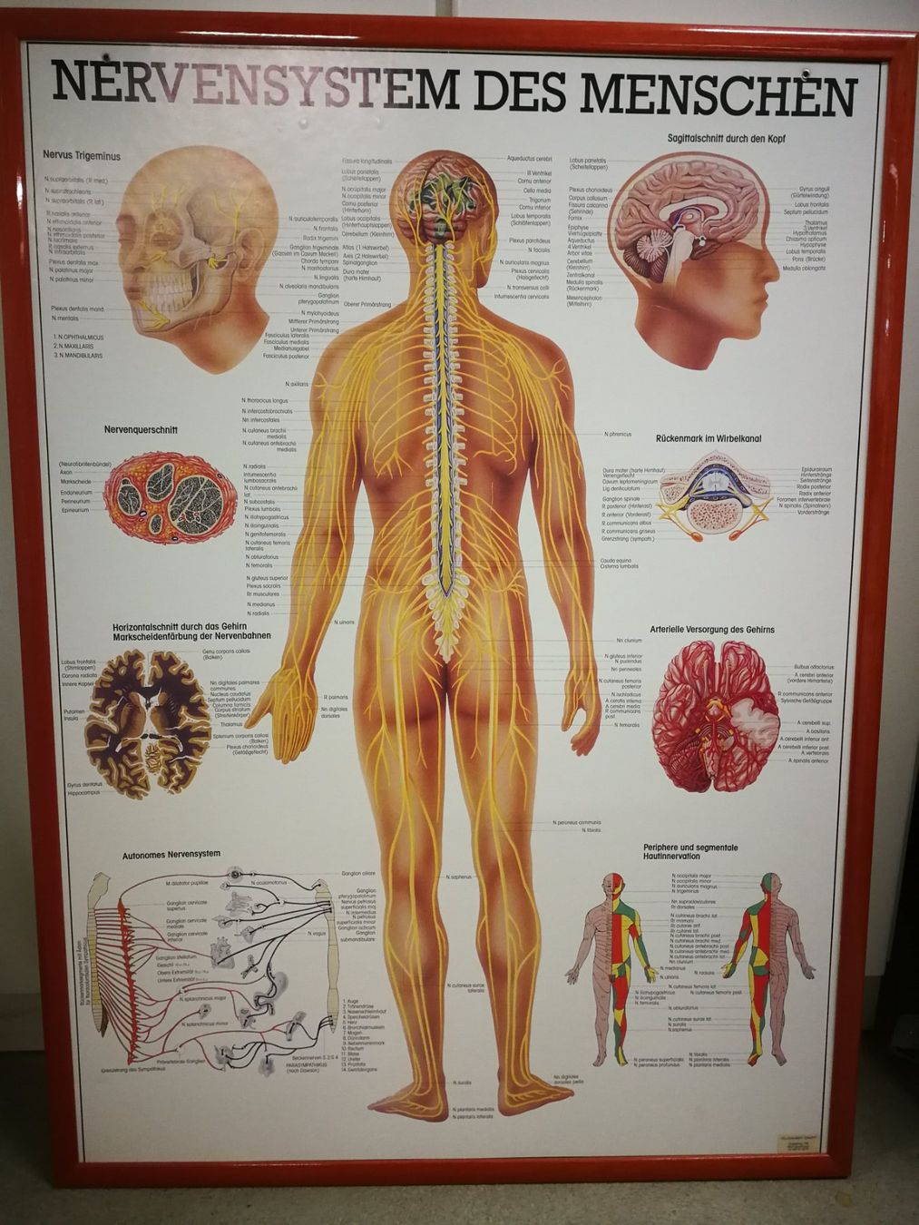Foto & Immagini: 5 Anatomische Bilder/ Plakate eingerahmt – Usato da Horgen venduto da lemisk 1