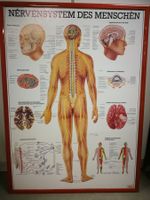 5 Anatomische Bilder/ Plakate eingerahmt