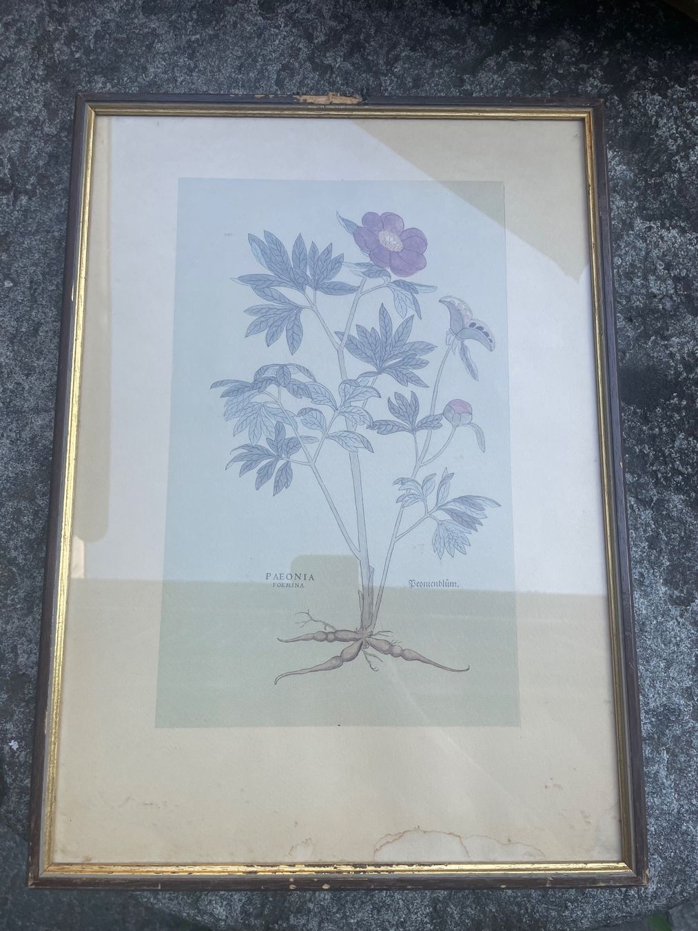 Dipinti: 3  Dessins - botanique – Usato da Minusio venduto da Pink222 9