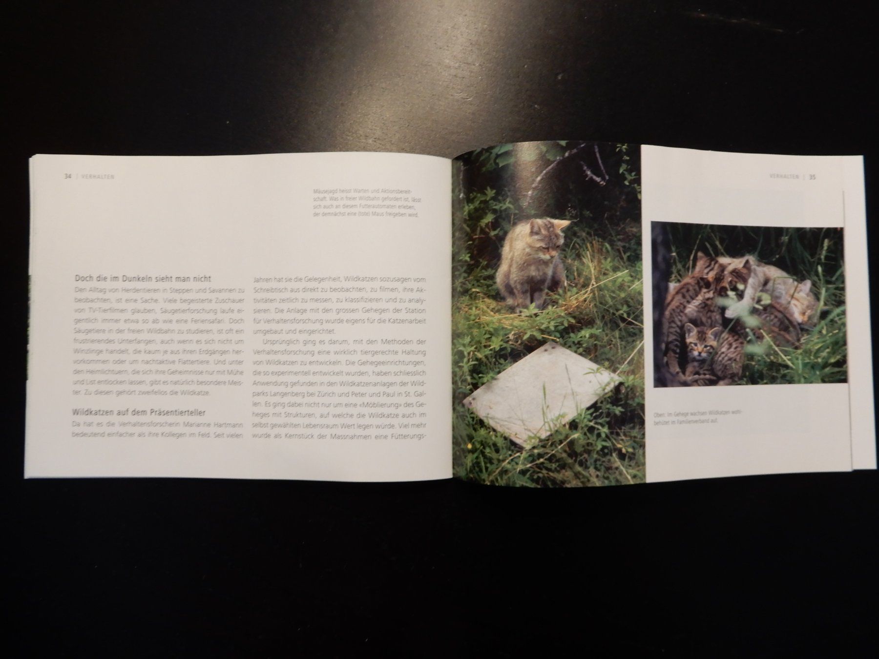 Libri: Wildkatzen Broschüre: Scheue Schatten – Usato da Erstfeld venduto da Mario_boe0 6