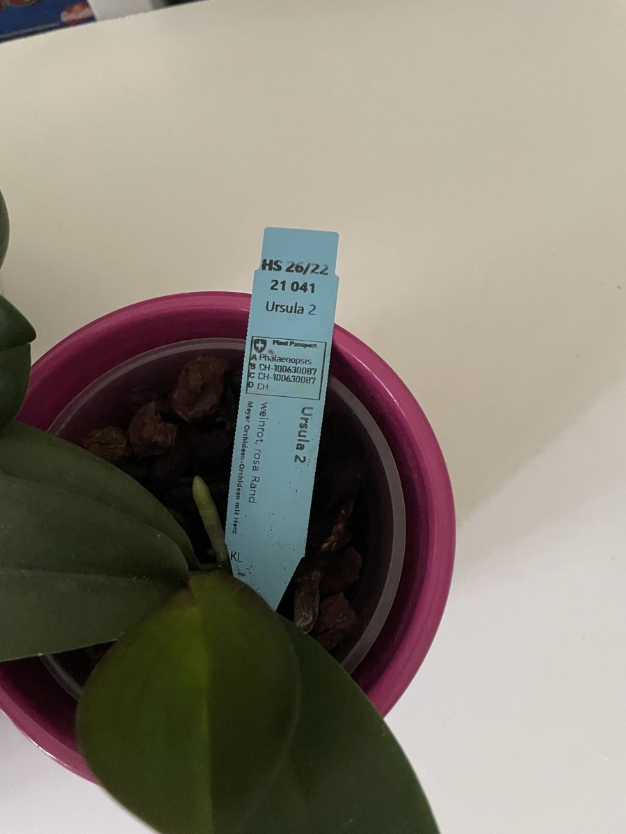 Plantes & graines: 5 Junge Orchideen Phalenopsis – Neuf (Voir description) à Bäretswil par Evamaria1 3