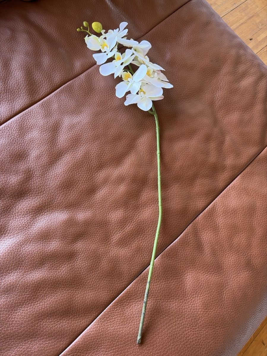 Piante & sementi: Orchidee  – Usato da Freidorf TG venduto da ibipatria 1