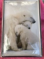 Eisbären arktis schnee eis tiere