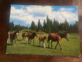 Alte Ansichtskarte Pferde auf der Weide, Jura, Schweiz 55