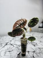 Alocasia Cuprea red secret 
