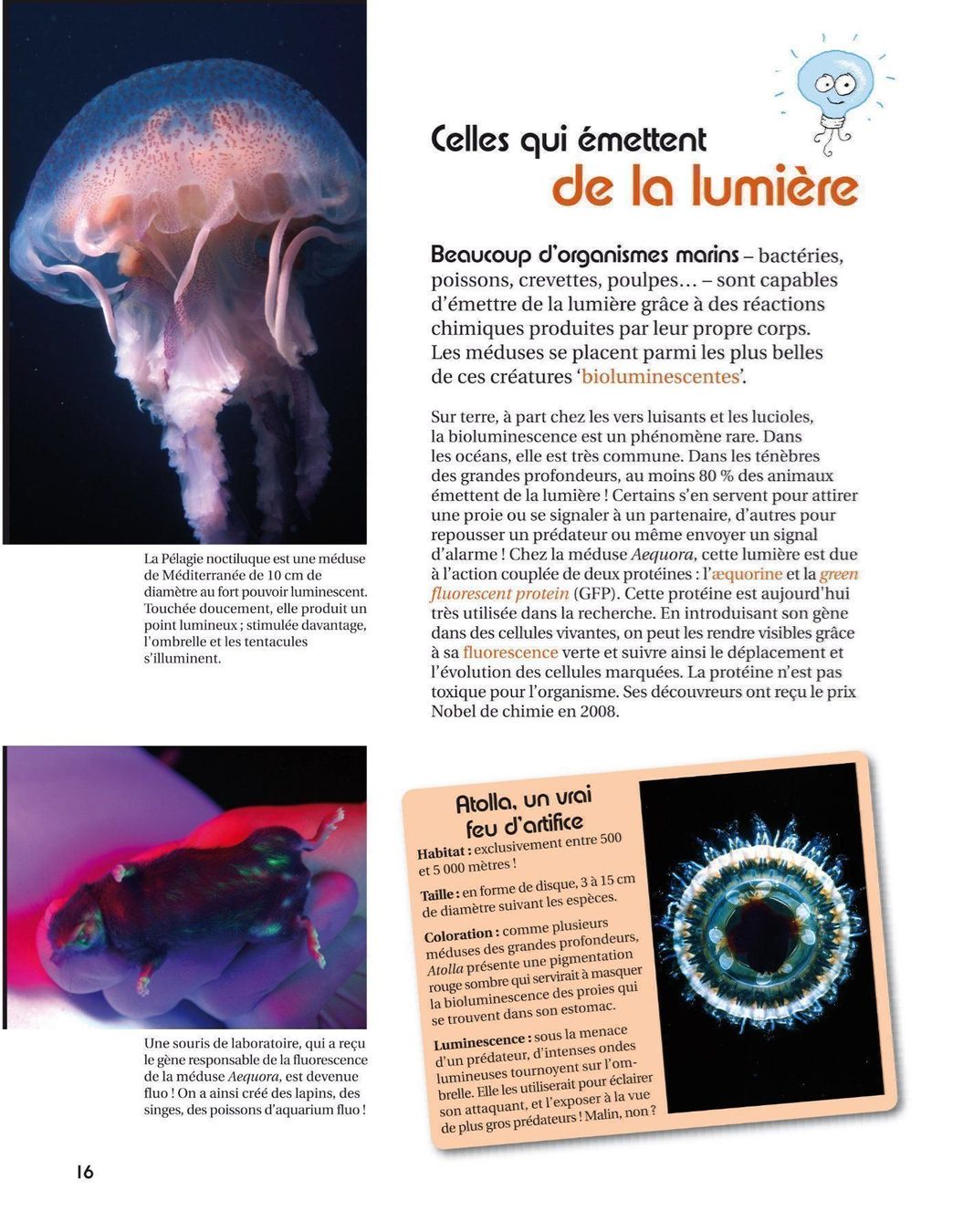Livres: Les méduses, ces étranges animaux – D'occasion à Neuchâtel par Dualseele 4