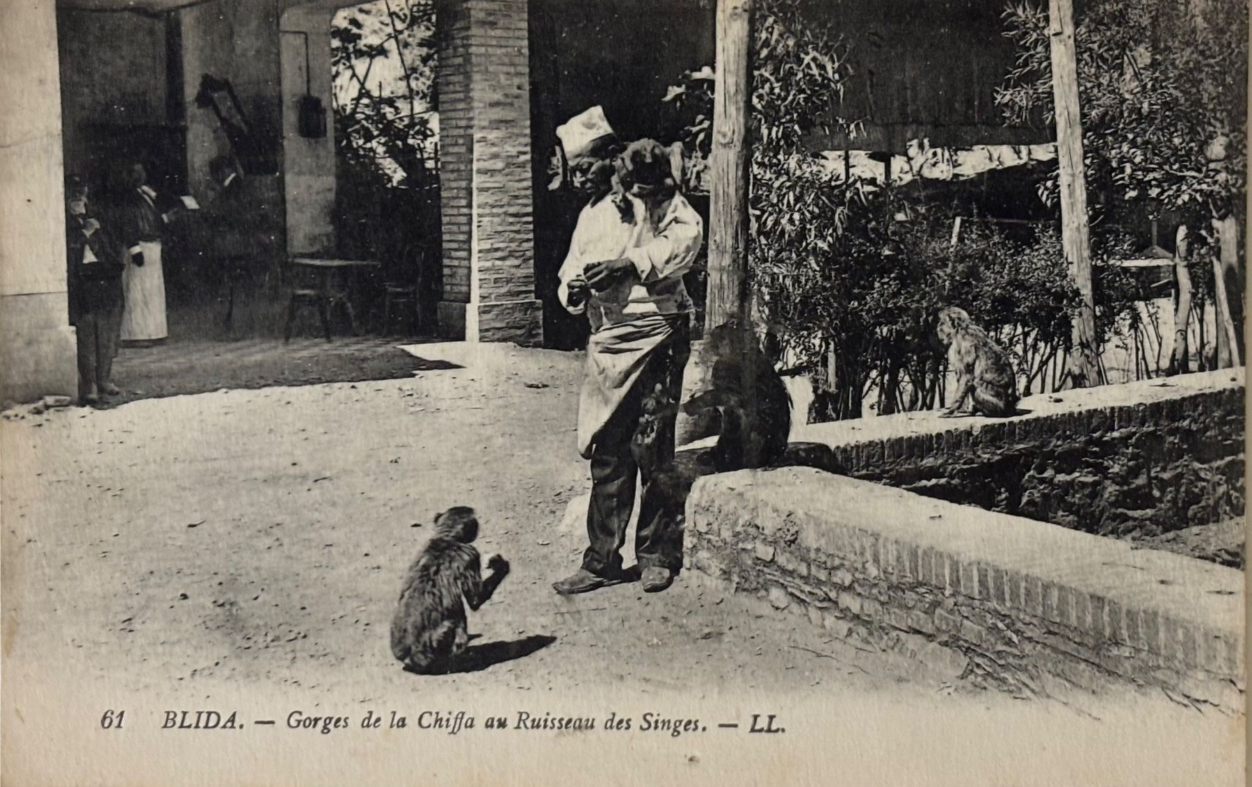 Cartes postales: Algerien, Blida, Affe – D'occasion à Frauenfeld par Merk52