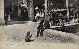 Algerien, Blida, Affe