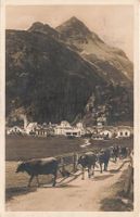 Silvaplana GR Engadin Piz Polaschin Rinder