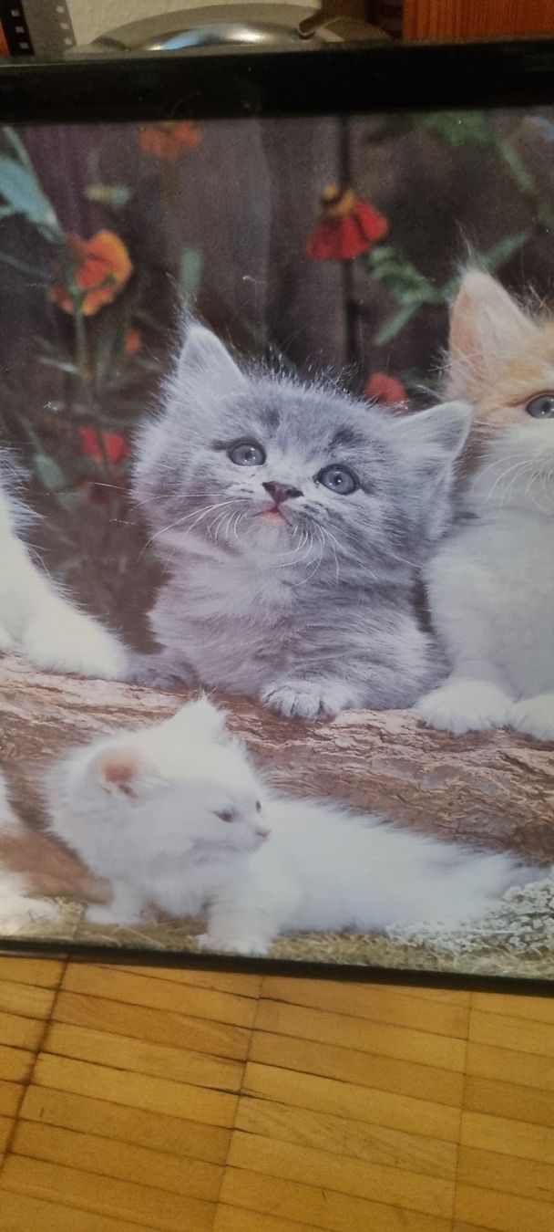 Poster & Bilder: Süsses Katzenbild mit Rahmen gerahmt – Gebraucht aus Basel von Jcva 4