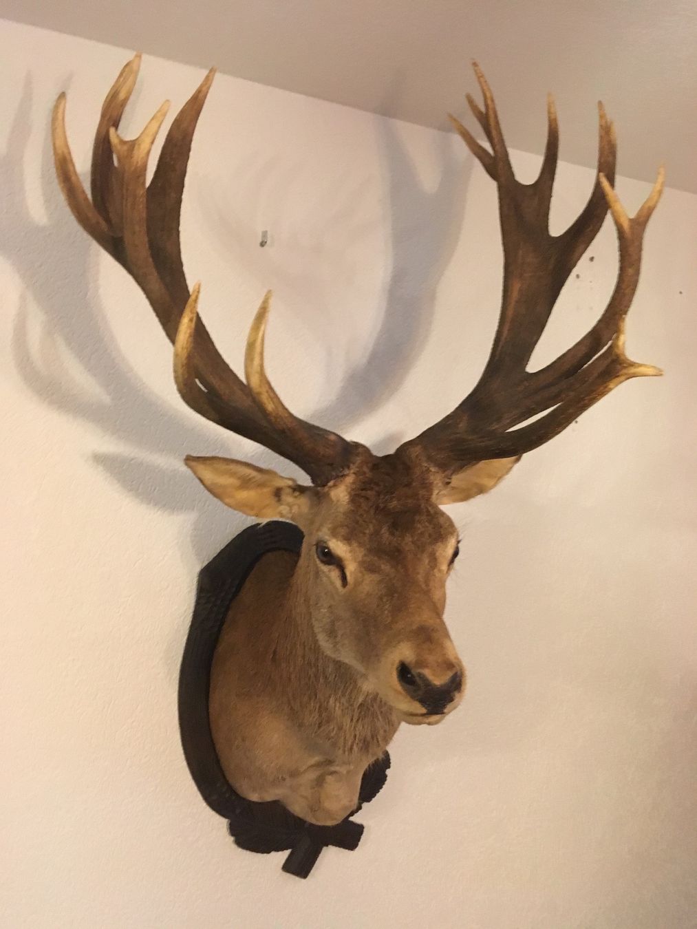 Il mondo degli animali: Cerf 20 cors naturalisé – Usato da Orsières venduto da 2012momo01 1
