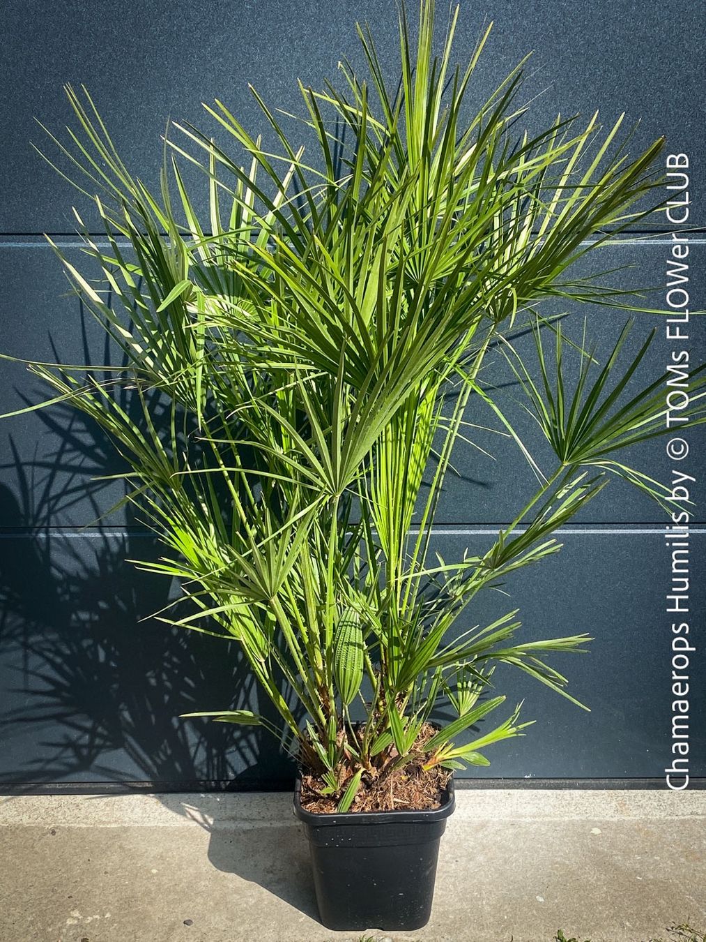 Piante & sementi: Chamaerops Humilis - fürs Haus oder Garten - robuste Palme – Nuovo e nell'imballaggio originale da Adliswil venduto da astom369 1