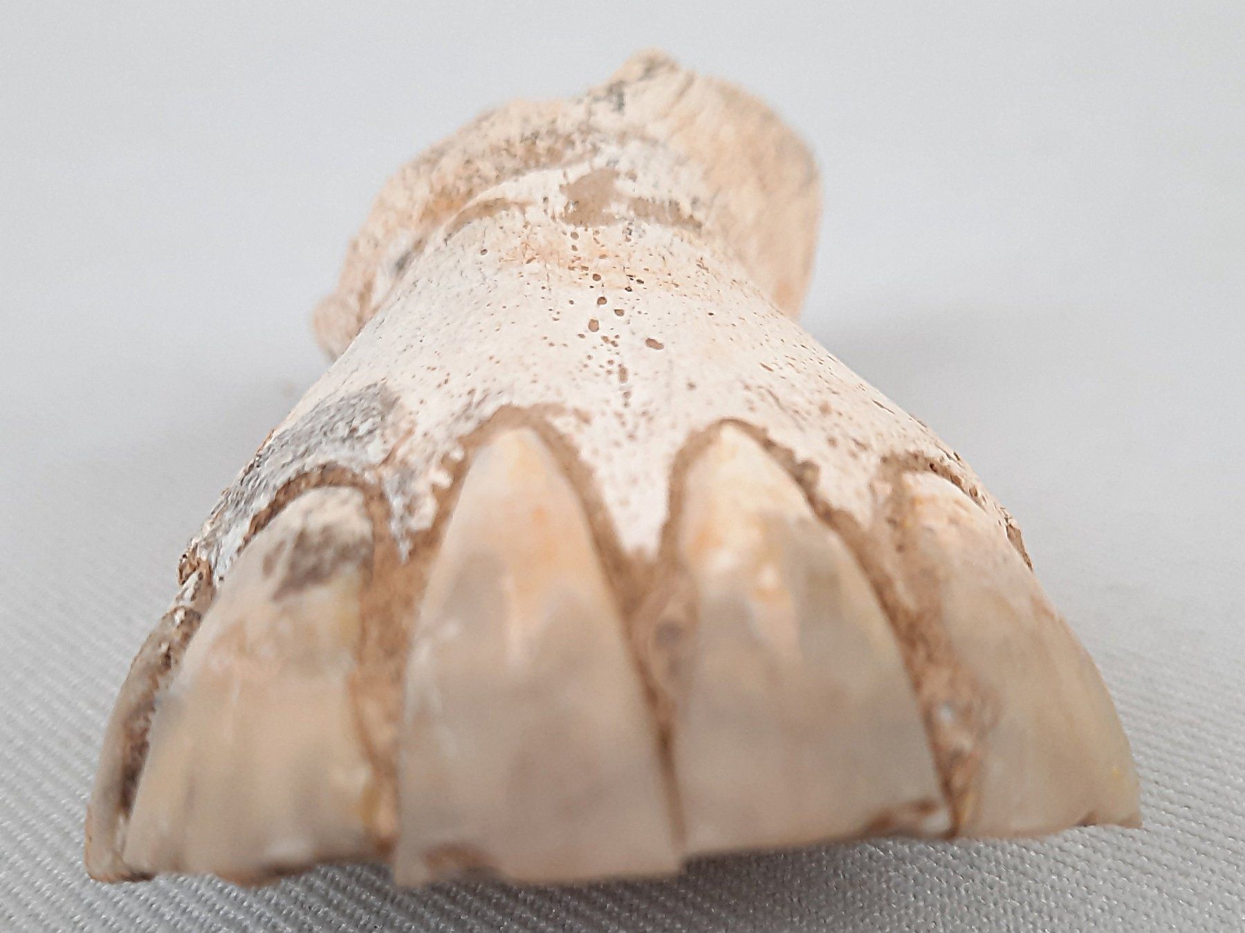 Fossili: Diverse Fossilien – Usato da Beinwil am See venduto da Restwert_Beinwil 8