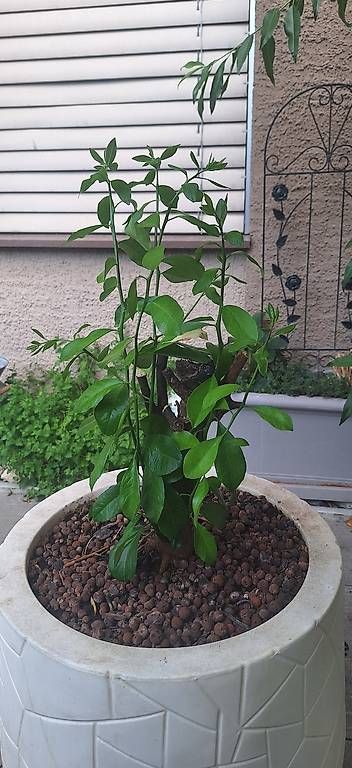 Piante & sementi: Zitronenbaum – Usato da Madiswil venduto da Oleander2