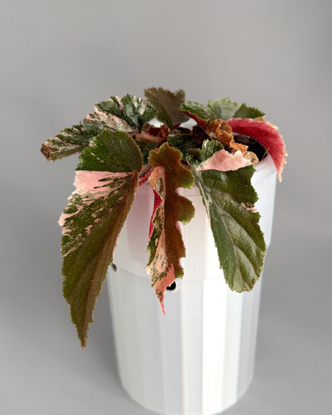 Pflanzen & Samen: Begonia Ginny Galaxy Variegata – Neu (gemäss Beschreibung) aus Seuzach von ani_ma
