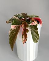 Begonia Ginny Galaxy Variegata
