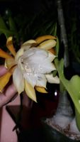 Epiphyllum anguliger / Fishbone Kaktus