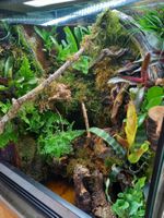 Terrarium 60x50x60 Regenwald - NEU