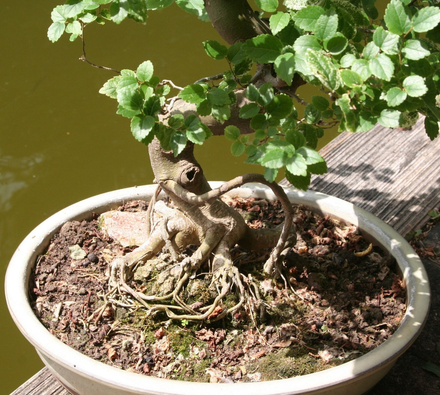 Piante & sementi: BONSAI  -  Chinesische Ulme – Usato da Gretzenbach venduto da Sikim 4