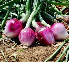 50 SAMEN GRAINES SEMI TROPEA ZWIEBELN ROT‪ RUND