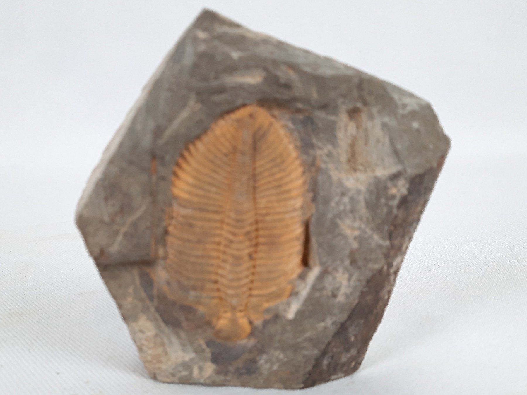 Fossili: Fossile Trilobiten in Matrix – Usato da Beinwil am See venduto da Restwert_Beinwil 1