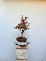 Acer Jerre Schwarz Bonsai ca. 65 cm in schöner Schale