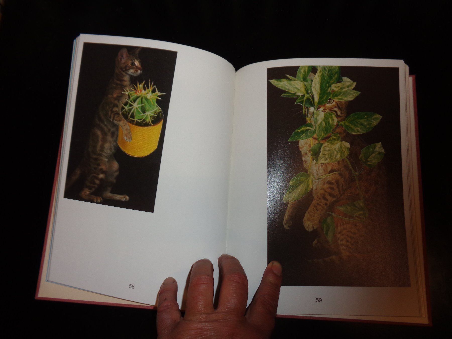 Libri: CATS and Plants Stephen Eichhorn – Usato da Welschenrohr venduto da Regool 3