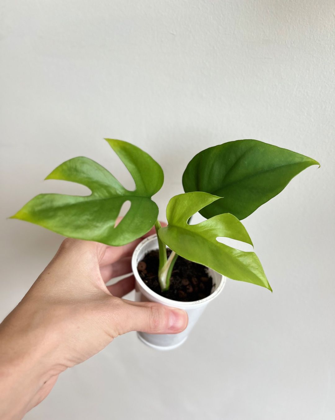 Pflanzen & Samen: Monstera minima💚 – Gebraucht aus Glattpark(Opfikon) von ste_n99y 1