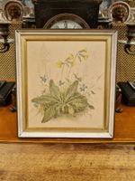 Botanische Chromolithographie – Primula, um 1900