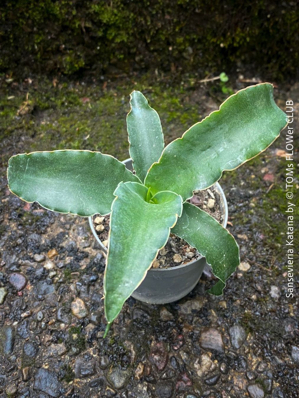 Piante & sementi: Sansevieria Katana - wunderschön Gross-Faecher-Sansevieria – Nuovo e nell'imballaggio originale da Adliswil venduto da astom369 8