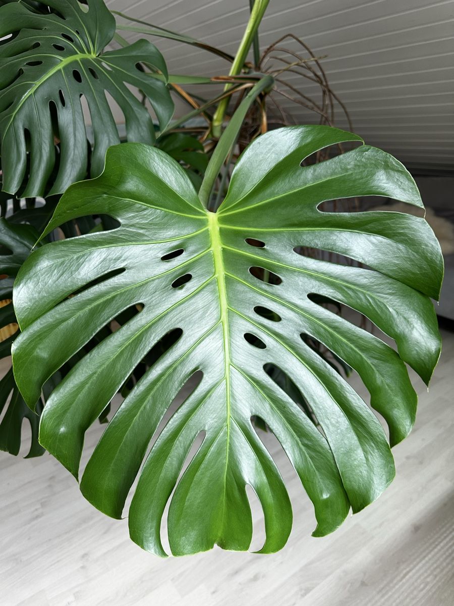 Piante & sementi: Zimmerpflanze Monstera Deliciosa – Usato da Itingen venduto da Aposelecta1
