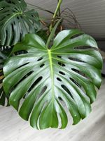 Zimmerpflanze Monstera Deliciosa